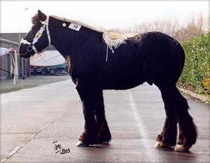Drafthorse Black